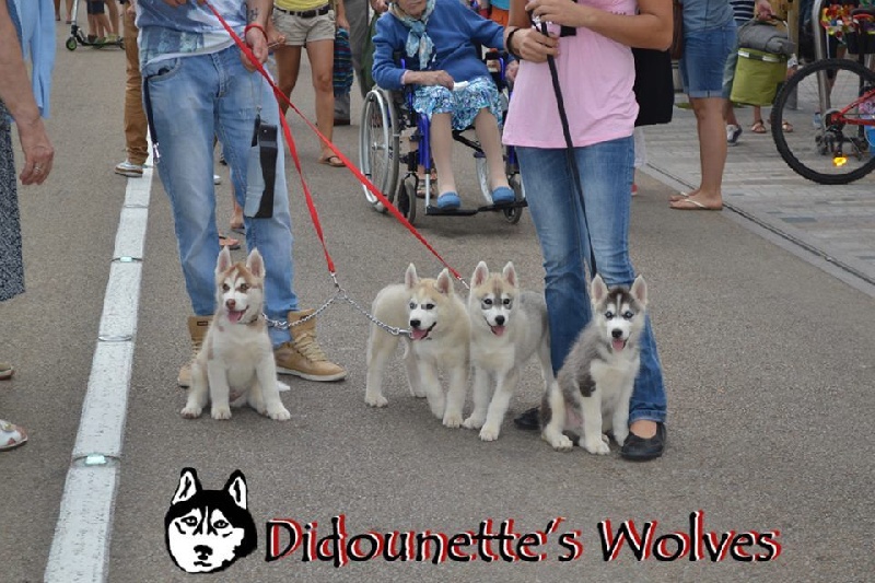 Didounette's Wolves - Siberian Husky - Portée née le 02/07/2015