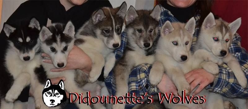 Didounette's Wolves - Siberian Husky - Portée née le 15/11/2013
