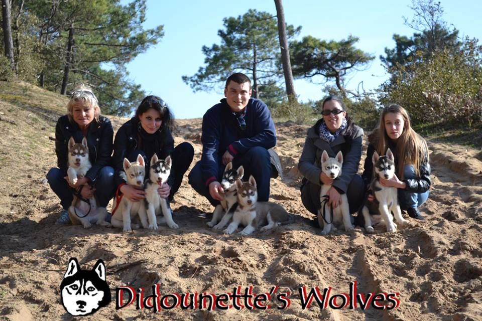 Didounette's Wolves - Siberian Husky - Portée née le 25/01/2016
