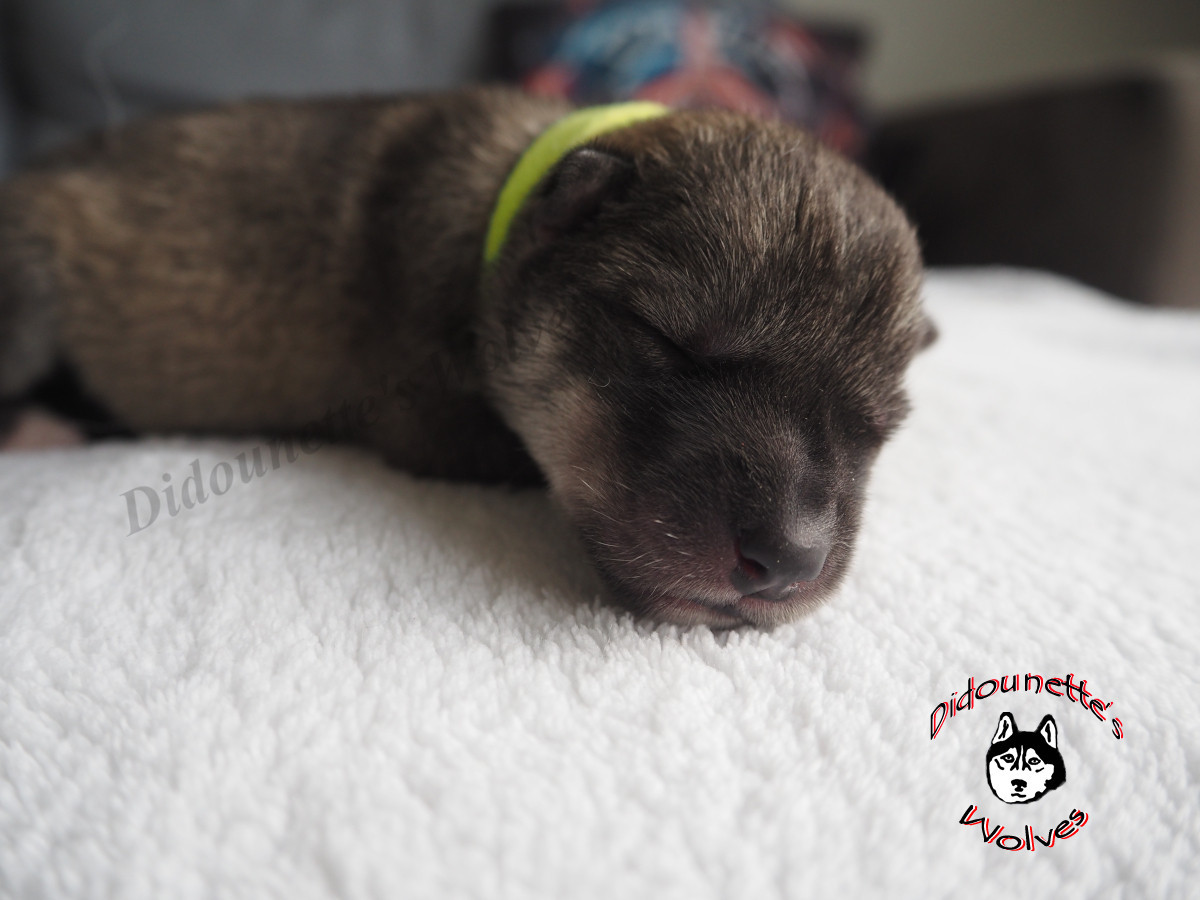 Didounette's Wolves - Chiots disponibles - Siberian Husky