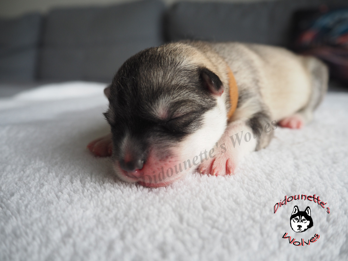 Didounette's Wolves - Chiots disponibles - Siberian Husky