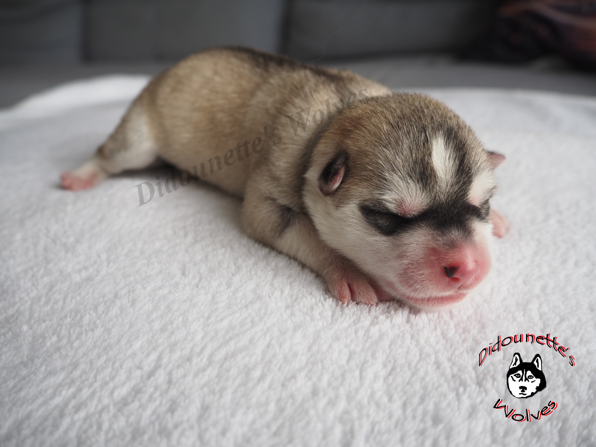 Didounette's Wolves - Chiots disponibles - Siberian Husky