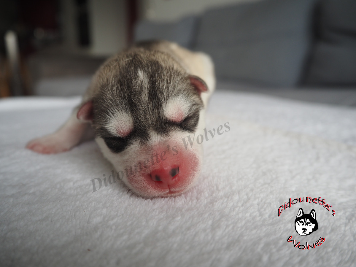 Didounette's Wolves - Chiots disponibles - Siberian Husky
