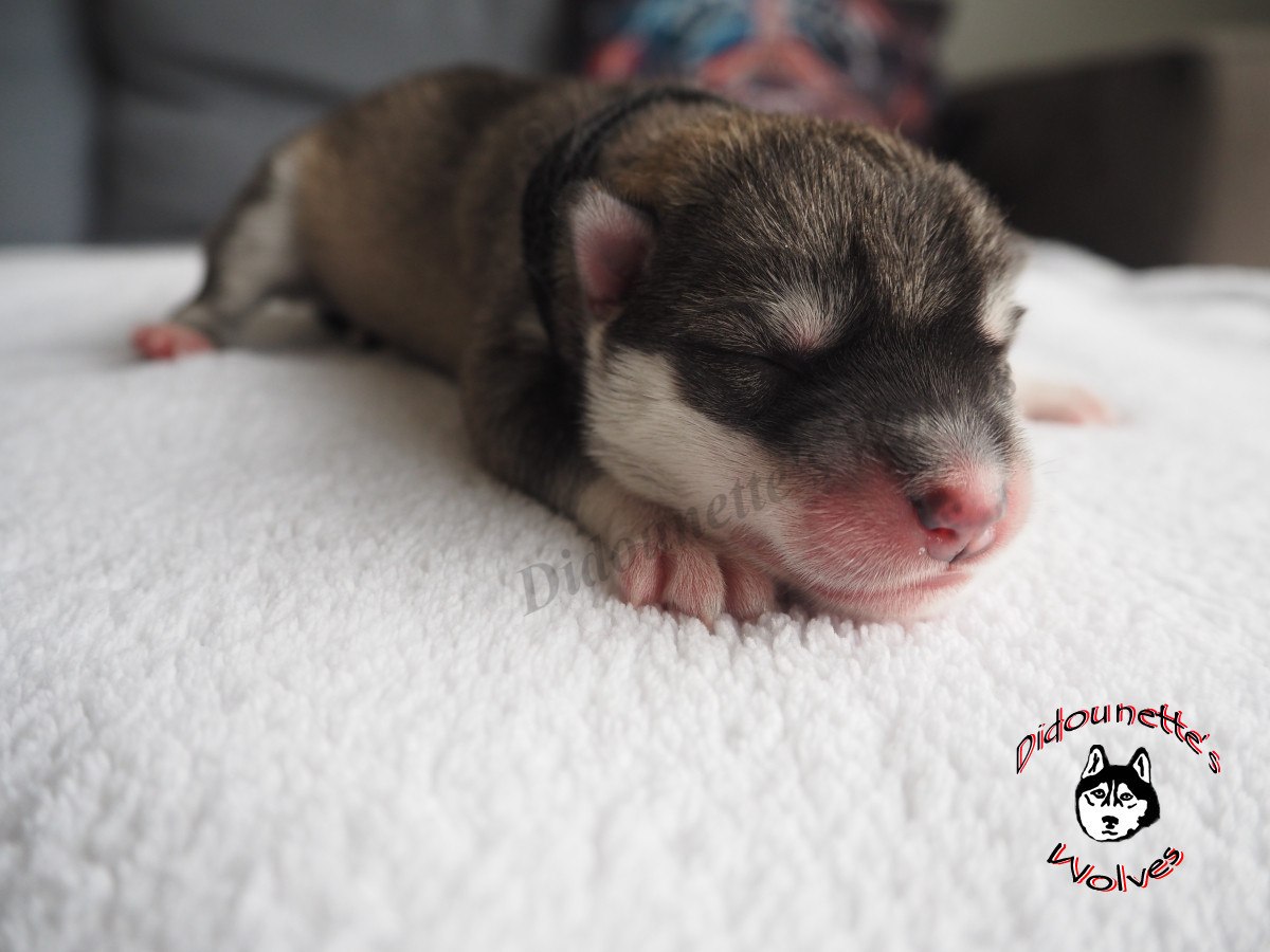 Didounette's Wolves - Chiots disponibles - Siberian Husky
