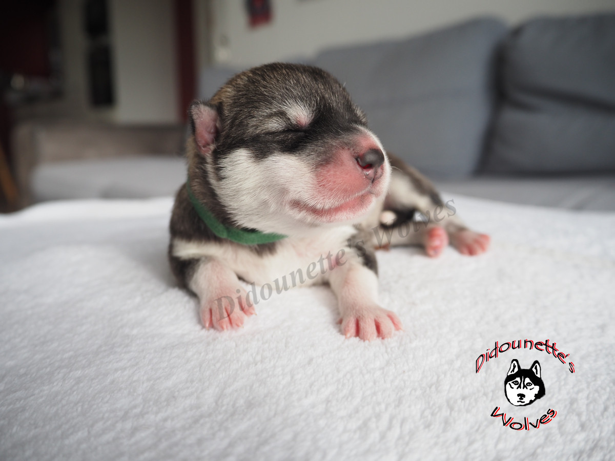 Didounette's Wolves - Chiots disponibles - Siberian Husky
