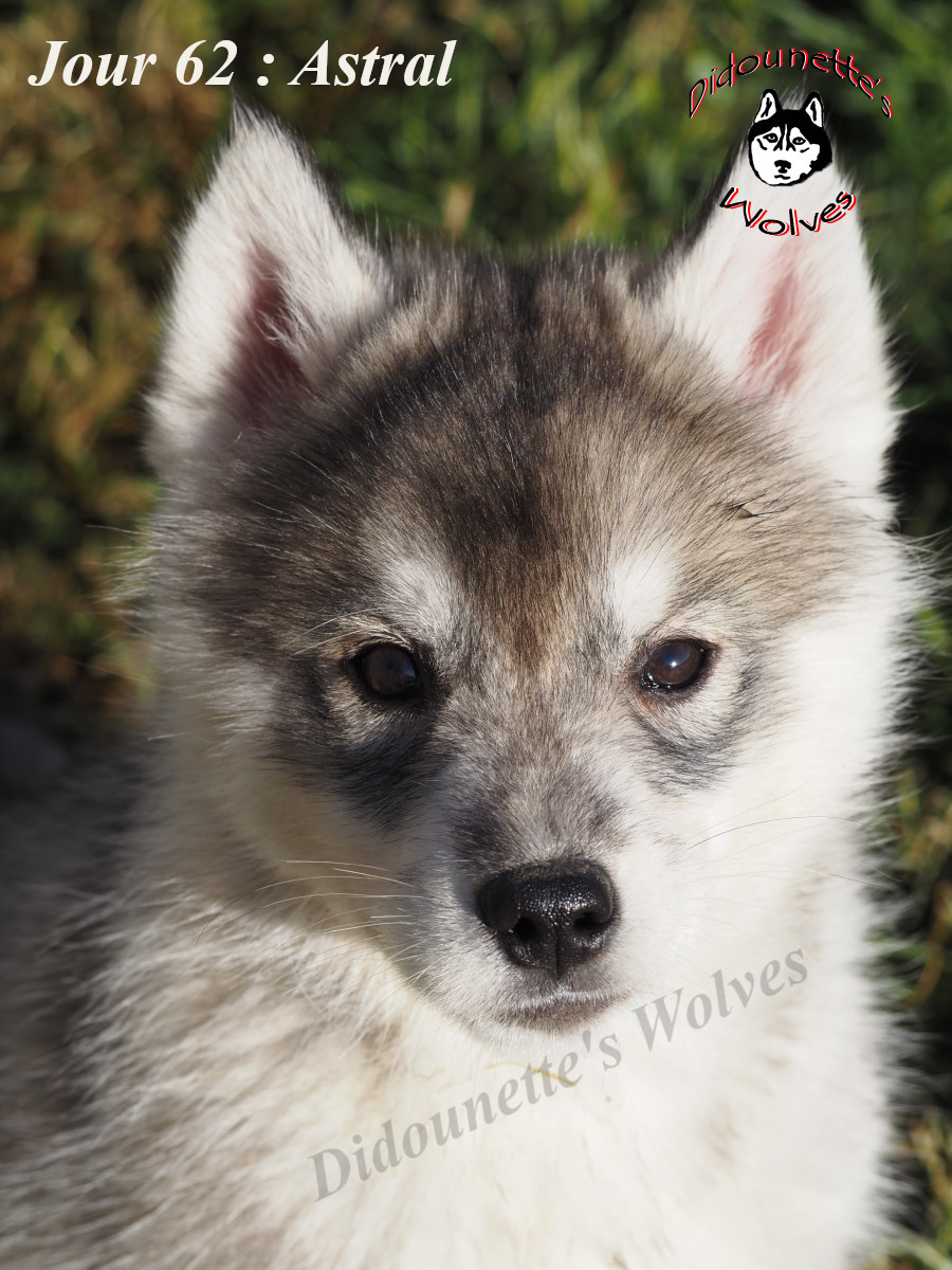 Didounette's Wolves - Chiots disponibles - Siberian Husky