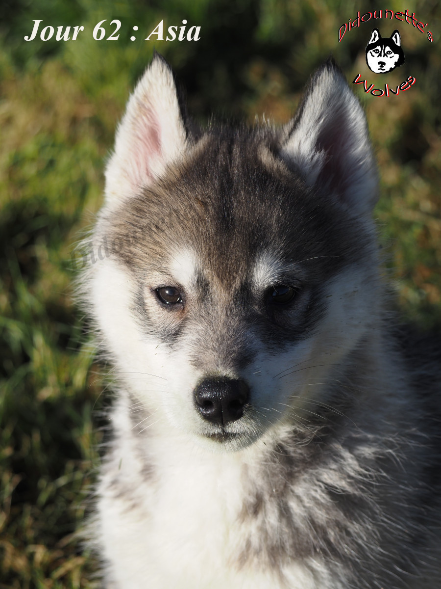 Didounette's Wolves - Chiots disponibles - Siberian Husky