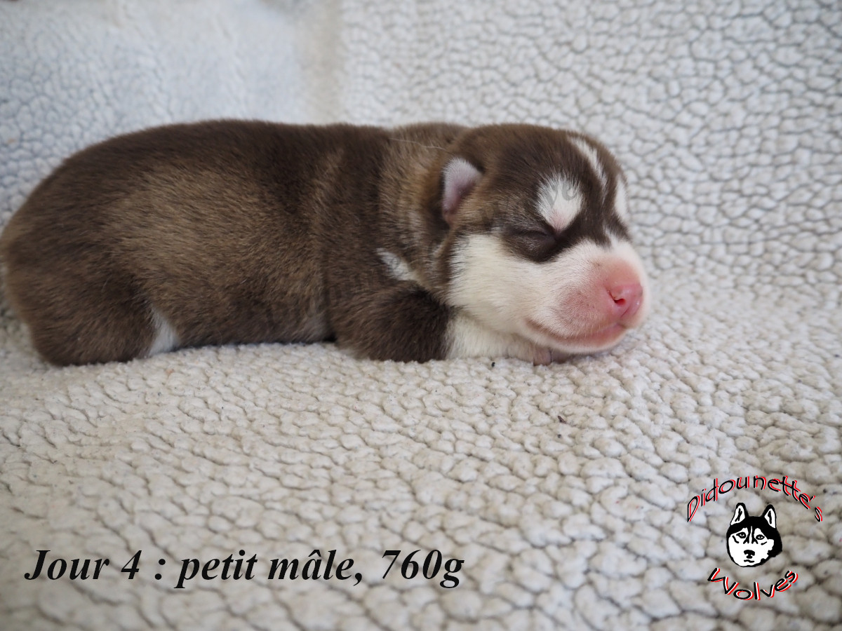 Chiot Siberian Husky Didounette's Wolves