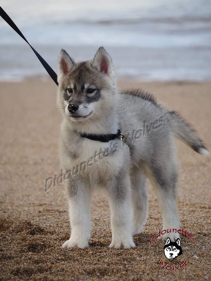 Didounette's Wolves - Siberian Husky - Portée née le 12/10/2023