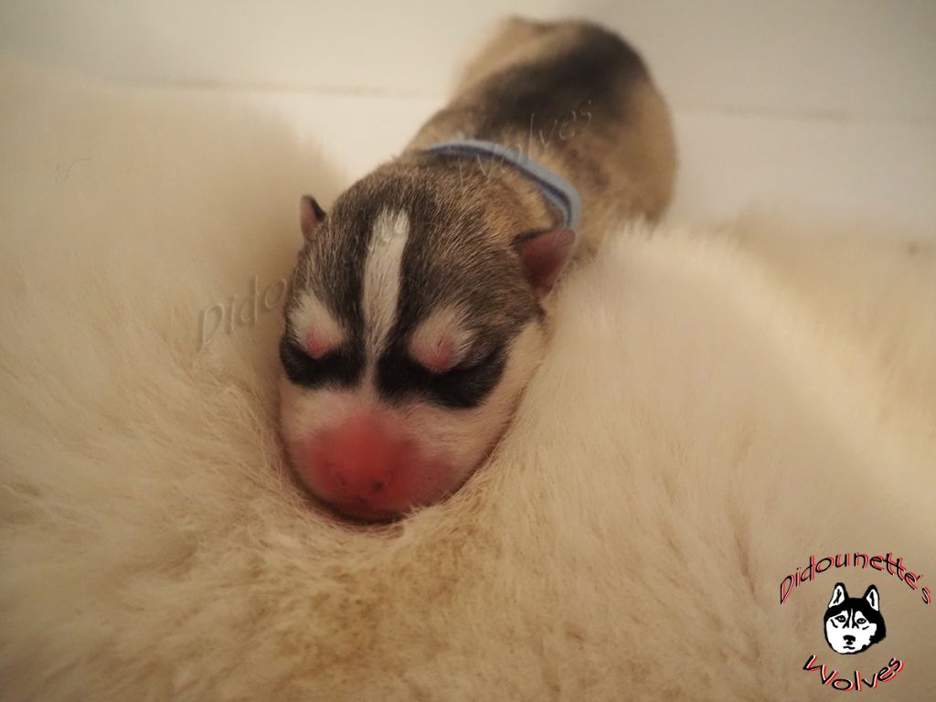 Didounette's Wolves - Siberian Husky - Portée née le 08/05/2022